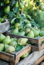 Fresh pears in a rustic wooden crate at a farmers market Royalty Free Stock Photo