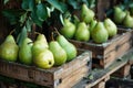 Fresh pears in a rustic wooden crate at a farmers market Royalty Free Stock Photo