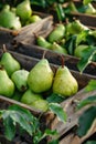 Fresh pears in a rustic wooden crate at a farmers market Royalty Free Stock Photo