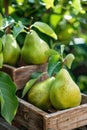 Fresh pears in a rustic wooden crate at a farmers market Royalty Free Stock Photo