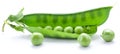 Fresh peas are contained within a pod. Royalty Free Stock Photo
