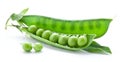 Fresh peas are contained within a pod. Royalty Free Stock Photo