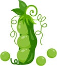 Fresh peas and green pod