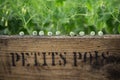 fresh peas lined up in a row on a vintage wooden box marked ÃÂ« petits pois Royalty Free Stock Photo