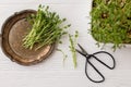Fresh peas sprouts on vintage plate, scissors, sprouter on white wood, top view. Peas microgreens Royalty Free Stock Photo