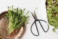 Fresh peas sprouts on vintage plate, scissors, sprouter on white wood, top view. Peas microgreens