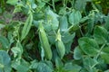 fresh peas in the vegetable garden, natural fresh peas, organic natural pea fruits Royalty Free Stock Photo