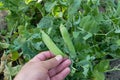 fresh peas in the vegetable garden, natural fresh peas, organic natural pea fruits Royalty Free Stock Photo