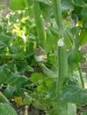 fresh peas in the vegetable garden, natural fresh peas, organic natural pea fruits Royalty Free Stock Photo