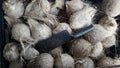 Fresh peeled coconuts Royalty Free Stock Photo