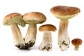 Fresh penny bun mushrooms on white background