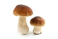 Fresh penny bun mushrooms on white background