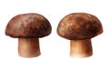 Fresh penny bun mushrooms on white isolated background