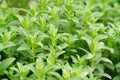 Fresh pennyroyal growing in garden Royalty Free Stock Photo