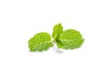 Fresh pepermint on white background Royalty Free Stock Photo