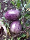 Fresh pepino fruit