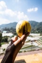 Fresh pepino melon fruit in hand Royalty Free Stock Photo