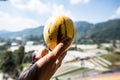 Fresh pepino melon fruit in hand Royalty Free Stock Photo