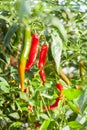 Fresh pepper growing on tree