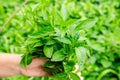 Fresh pepper seedlings in the hands of a farmer. Planting vegetables in the field. Agriculture and farming. Agribusiness. Royalty Free Stock Photo