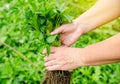 Fresh pepper seedlings in the hands of a farmer. Planting vegetables in the field. Agriculture and farming. Agribusiness. Royalty Free Stock Photo