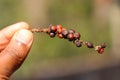 Fresh Peppercorn Berries with different ripening stages on a Pepper stem held in hand on natural background