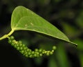 Fresh peppercorns Royalty Free Stock Photo