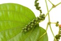 Fresh Peppercorns on a branch Royalty Free Stock Photo