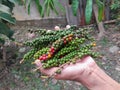 fresh peppercorns. pepper plant with fruit and green leaves