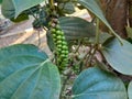 fresh peppercorns. pepper plant with fruit and green leaves