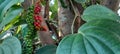 fresh peppercorns. pepper plant with fruit and green leaves