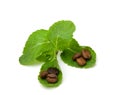 fresh peppermint and coffee beans on white