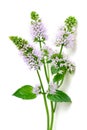 Fresh peppermint flowers and leaves isolated on white
