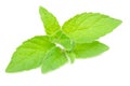 Fresh Peppermint Herb Royalty Free Stock Photo