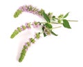 Fresh peppermint herb with flowers isolated on white background Royalty Free Stock Photo