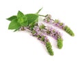 Fresh peppermint herb with flowers isolated on white background Royalty Free Stock Photo