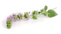 Fresh peppermint herb with flowers isolated on white background Royalty Free Stock Photo