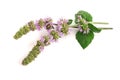 Fresh peppermint herb with flowers on white background