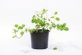 Fresh peppermint herb in a pot. Potted plant Mentha piperita on a white background Royalty Free Stock Photo