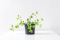 Fresh peppermint herb in a pot. Potted plant Mentha piperita on white table Royalty Free Stock Photo