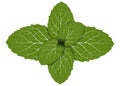 Peppermint leaf