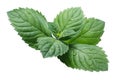 Fresh peppermint leaves (Mentha Piperita)