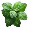 Fresh peppermint leaves (Mentha Piperita) Royalty Free Stock Photo