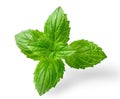 Fresh peppermint leaves on white