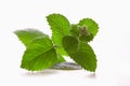 Fresh peppermint plant. Royalty Free Stock Photo