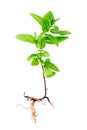 Fresh peppermint with root isolated on a white