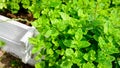 Fresh peppermint seedlings in wooden pots in the herb garden Royalty Free Stock Photo