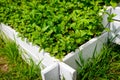 Fresh peppermint seedlings in wooden pots in the herb garden Royalty Free Stock Photo