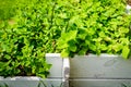 Fresh peppermint seedlings in wooden pots in the herb garden