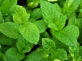 Fresh mint plant Royalty Free Stock Photo